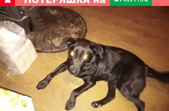 Найден пёс на 1-й Волоколамской, едет в Красногорск