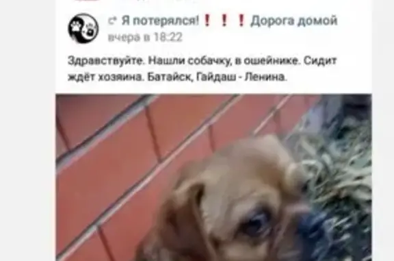 Пропала собака Федя в Батайске, ул. Кулагина 86