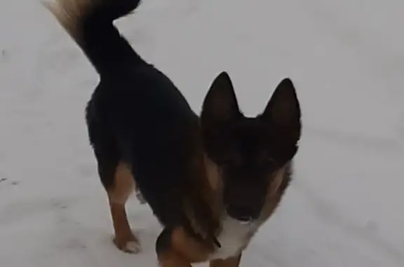 Найдена маленькая собачка в деревне Костылева