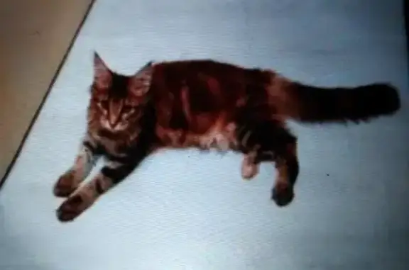 Кошки потеряшки, Тюмень, фото: Потеряшка кошка в Тюмени, микрорайон Зарека, Красный переулок.