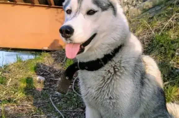 Пропала собака Мика в Беломорске, Карелия
