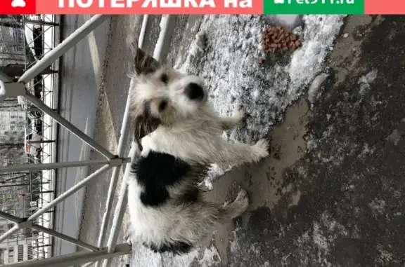 Потерян пёс в Подрезково, Молжаниново, Москва