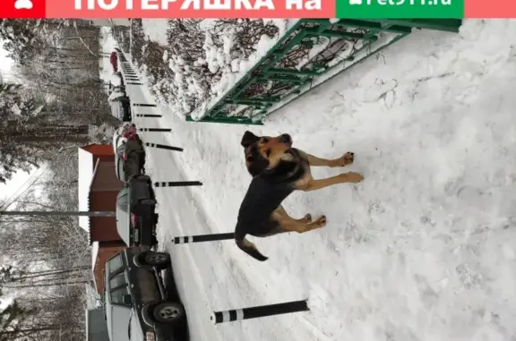 Найдена собака в Усово-Тупик, ищем хозяина!