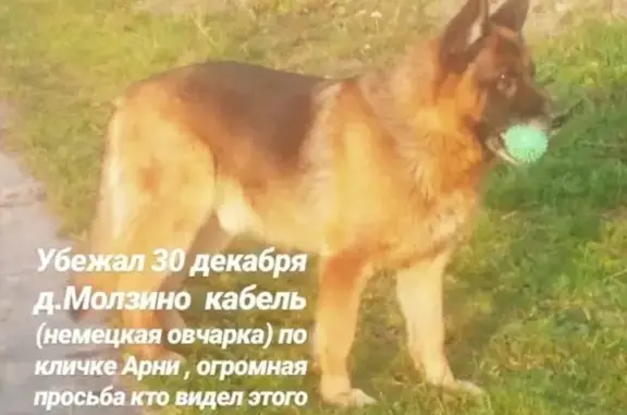 Пропала собака с аллергией в деревне Молзино