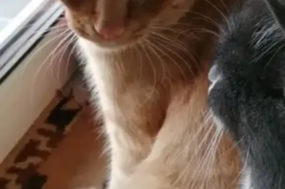 Кошки потеряшки, Новосибирск, фото: Потеряшка кошка Гарик в Новосибирске, Дзержинский район