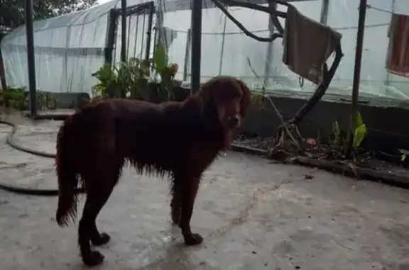 Найдена собака в селе Барановка, Краснодарский край