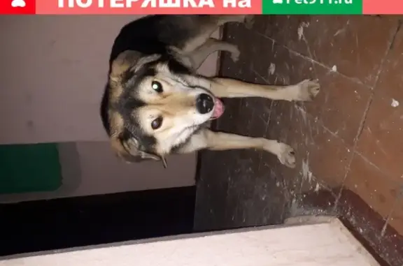 Собака Кабель бродит в 18 доме (Ярославское шоссе)