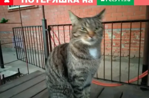 Пропал кот с Декабристов 18 в Краснодаре