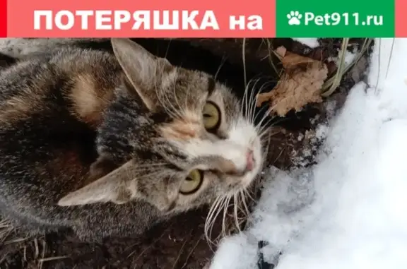 Испуганная кошка на Херсонской улице в Москве