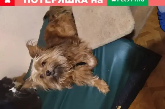 Собака йорк-мальчик найдена в Новой Ладоге