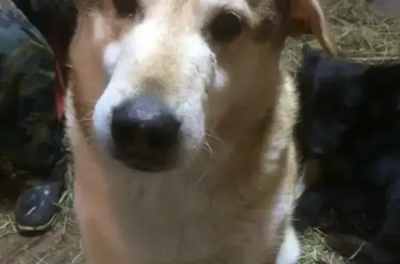 Потерянные животные Нижний Новгород, фото: Пропал пёс Батон в посёлке Новинки, Нижегородская область