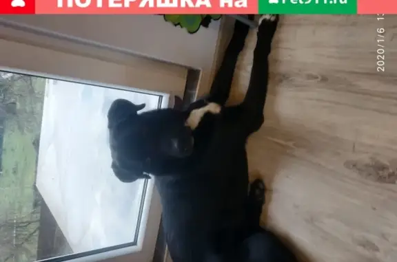 Собаки потеряшки, Калининград, фото: Потеряшка лабрадор Басик на ул. Аксакова, Калининград