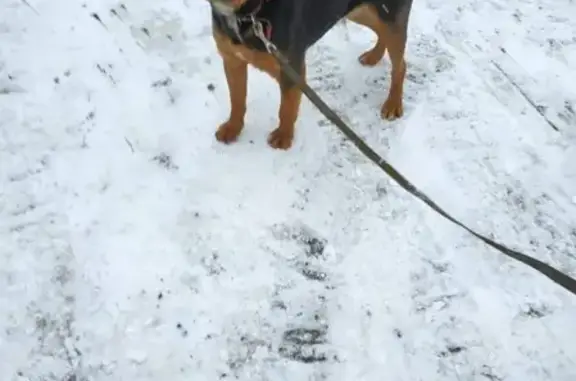 Найдена собака в Новой Москве, ищем хозяев или новый дом