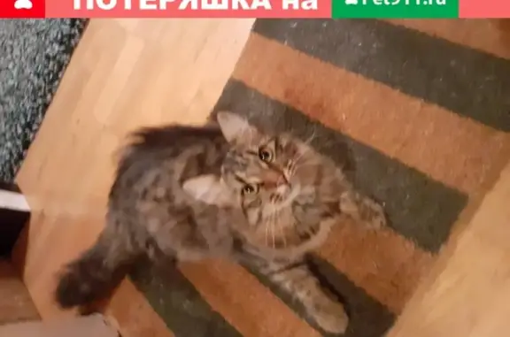 Найдена кошка: Москва, ул Академика Анохина, д. 8 корп 1