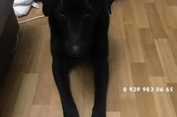 Найдена крупная черная собака с ошейником в Левобережном парке
