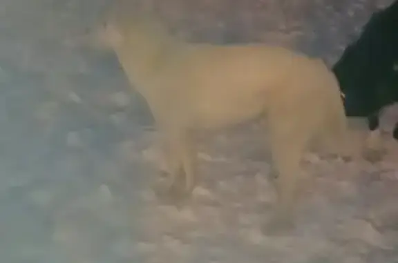 Потерянная белая собака на Сормовском повороте в Нижнем Новгороде