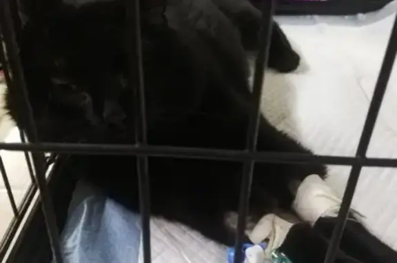 Потерянные животные Улан-Удэ, фото: Пропала кошка Джуня на ул. Ключевской, 55А