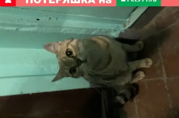 Найдена кошка на Новоалексеевской улице