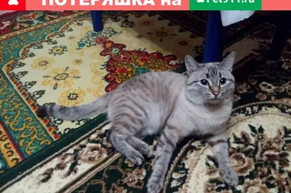 Найден кот на Высотной ул. в Красноярске