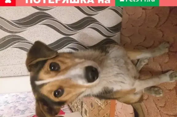 Найдена домашняя собака в Черногорске, Хакасия