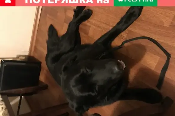 Собака с белым пятном на груди найдена в Вологде на улице Мира, 6.