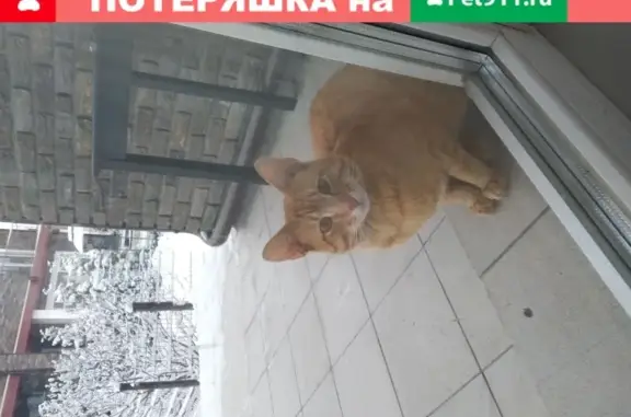 Пропал молодой котик в поселке Благодать, Москва