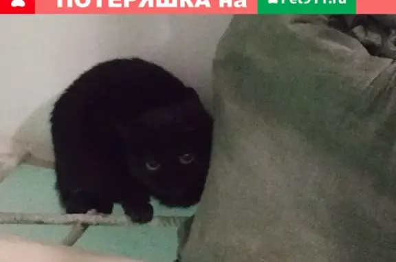 Найдена черная кошка Котик в Екатеринбурге