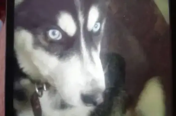 Собаки потеряшки, , фото: Потеряшка пёс хаски в Осинниках, Россия