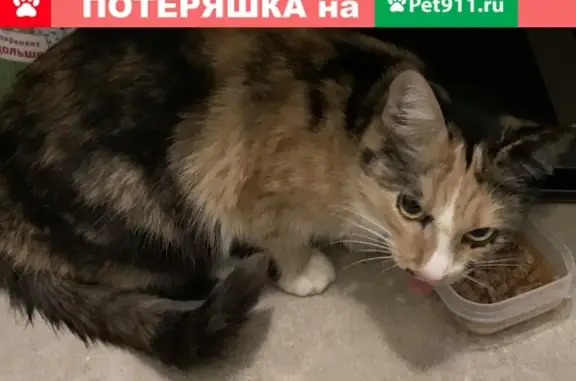 Кошка найдена на парковке ЖК Водный (Москва)