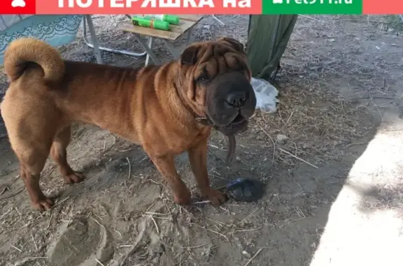 Пропала собака в Барыбино, вознаграждение!