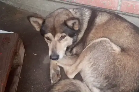Найдена ухоженная собака с ошейником в Москве, Отрадное, Сигнальный проезд 19