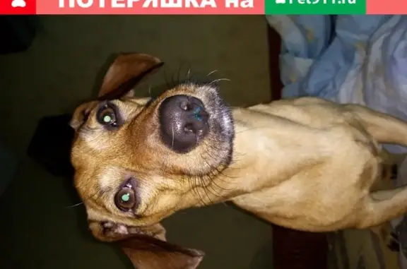 Пропала собака на улице Октябрьской, Средняя Ахтуба