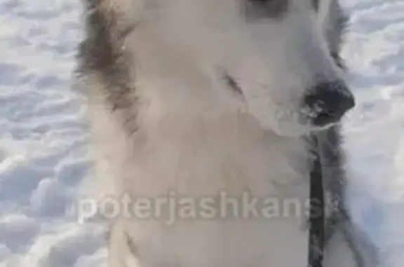 Собака найдена на ул. Т.Снежиной - В.Высоцкого