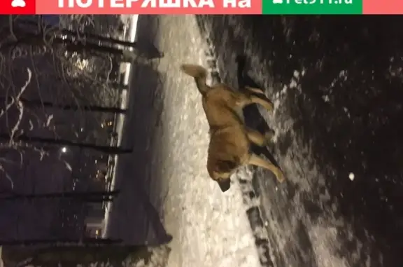 Дружелюбная собака найдена в парке 850-летия Москвы
