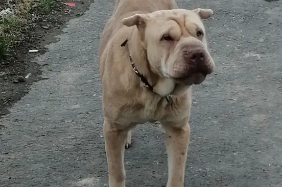 Найдена собака на трассе между Шингари и Сукко, Анапа