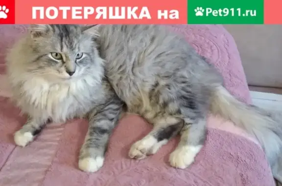 Найден пушистый кот в поселении Воскресенское, Москва