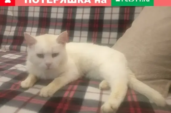 Найдена домашняя кошка на пр.Космонавтов в Королеве