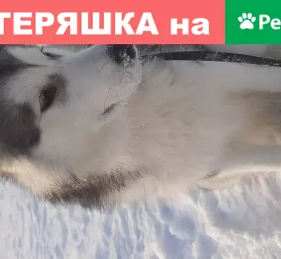 Найдена собака на ул. Татьяны Снежиной