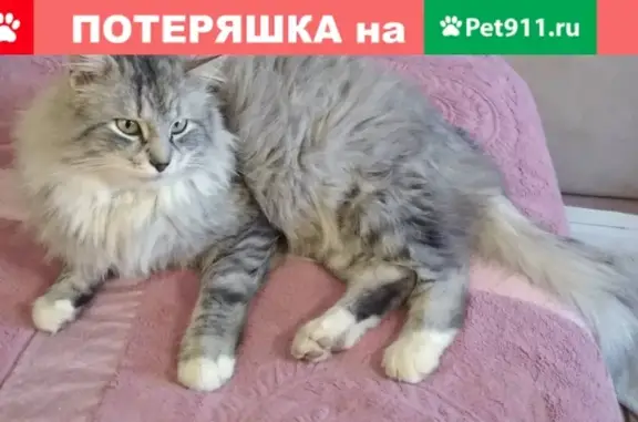 Найден серый кот в Новой Москве, Ямонтово.