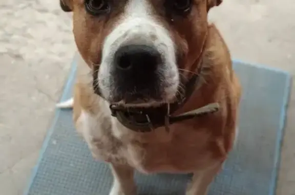 Потерянные животные , фото: Пропала собака Барон на ул. Куйбышева-Кечкемецкая, Крым.