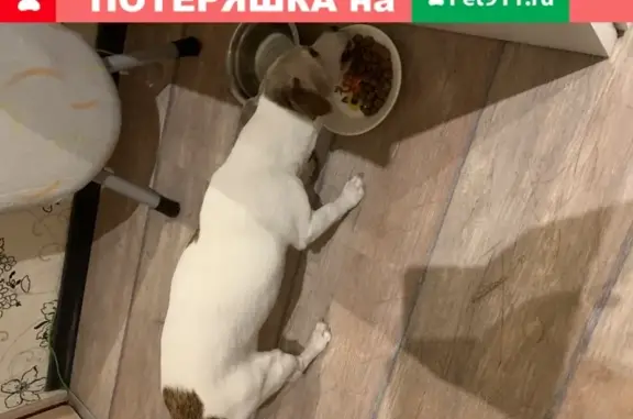 Найдена худая собака на ул. Симонова в Санкт-Петербурге
