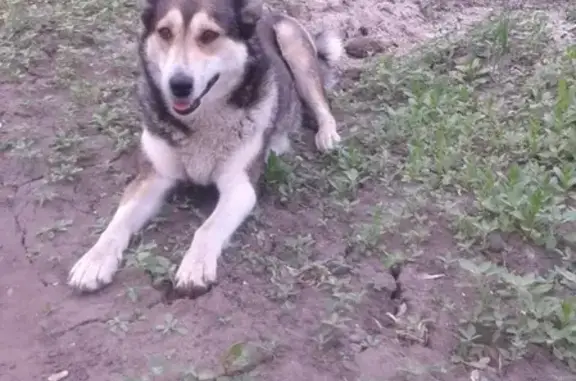 Пропала собака Лайка в селе Чемодановка, Пензенская область