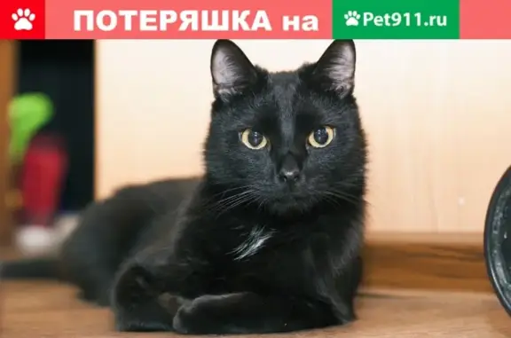 Пропала кошка на Севастопольской, Кемерово, 2,5 лет, кличка СМЫСЛ.