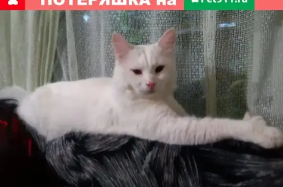 Пропала белая кошка на улице 1-я Линия в Краснодаре
