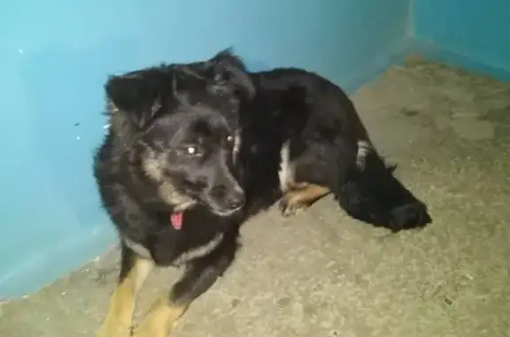 Собака найдена в 26 микрорайоне Волжский