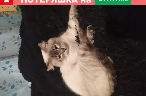 Кошка с голубыми глазами найдена в Чёрном, ул. Агрогородок, 29.