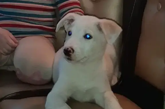 Собака белого цвета найдена в Марушкинском поселении (Москва)
