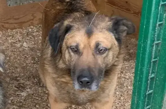 Найдена собака, Москва, фото: Найден взрослый кобель Мухтар на улице Михнеевской 8, Москва.