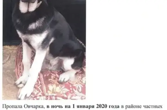 Потерянные животные Липецк, фото: Пропал кобель ВЕО в Липецке