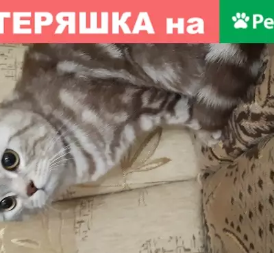 Потерян котик: Красноармейская ул. 46А, Йошкар-Ола